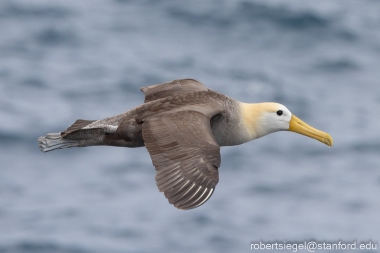 galapagos